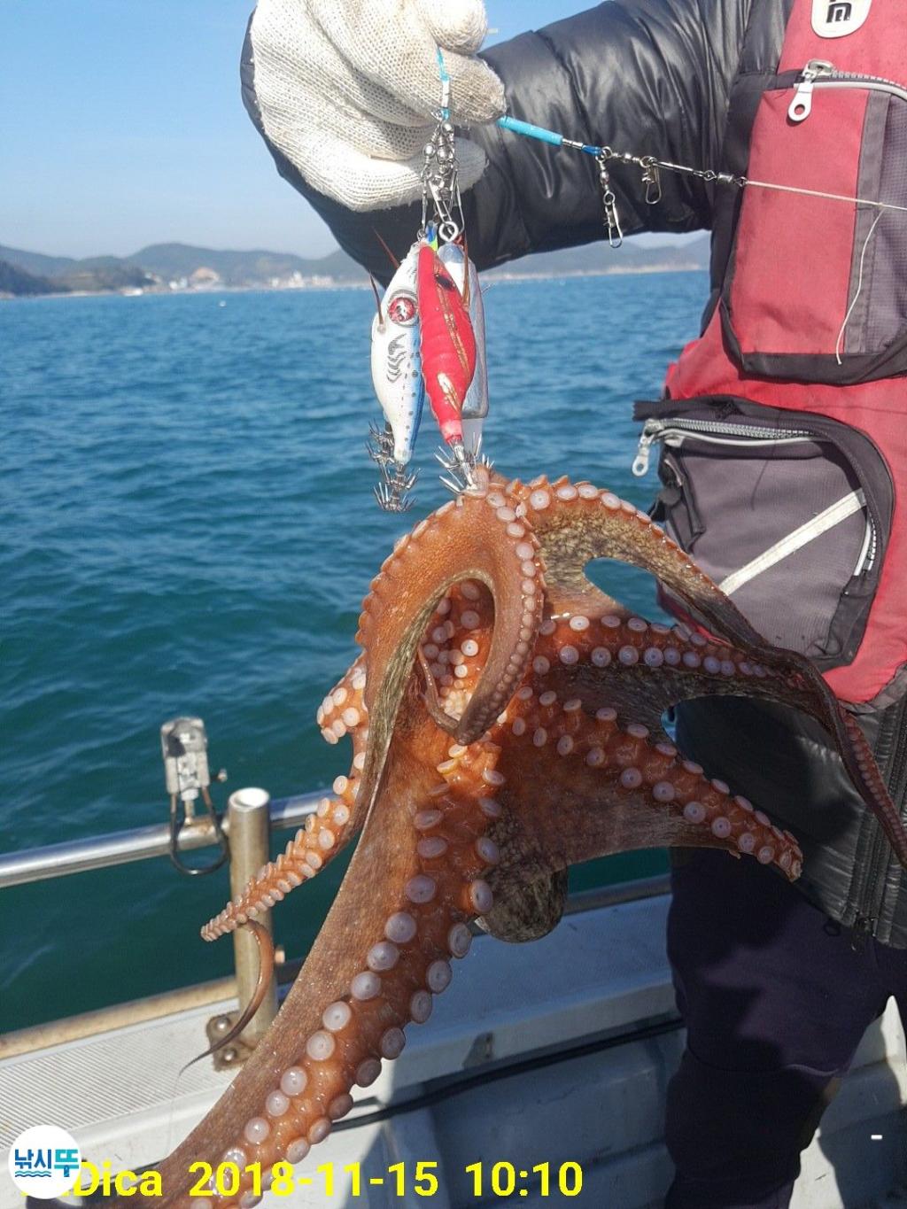 낚시뚜,돌문어,진해 안골항,제일호,낚시뚜6