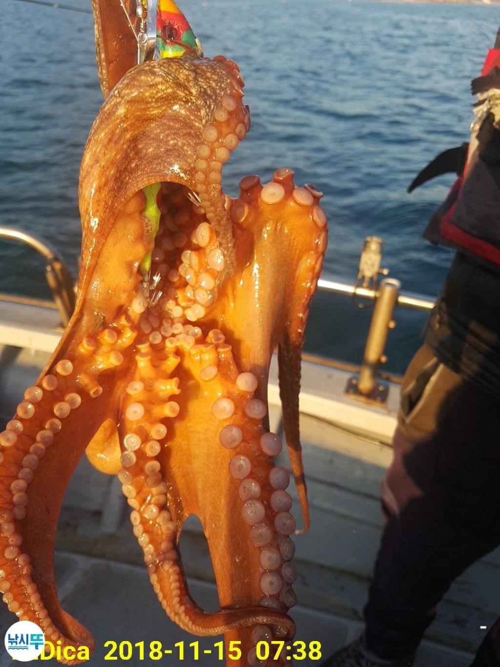 낚시뚜,돌문어,진해 안골항,제일호,낚시뚜3