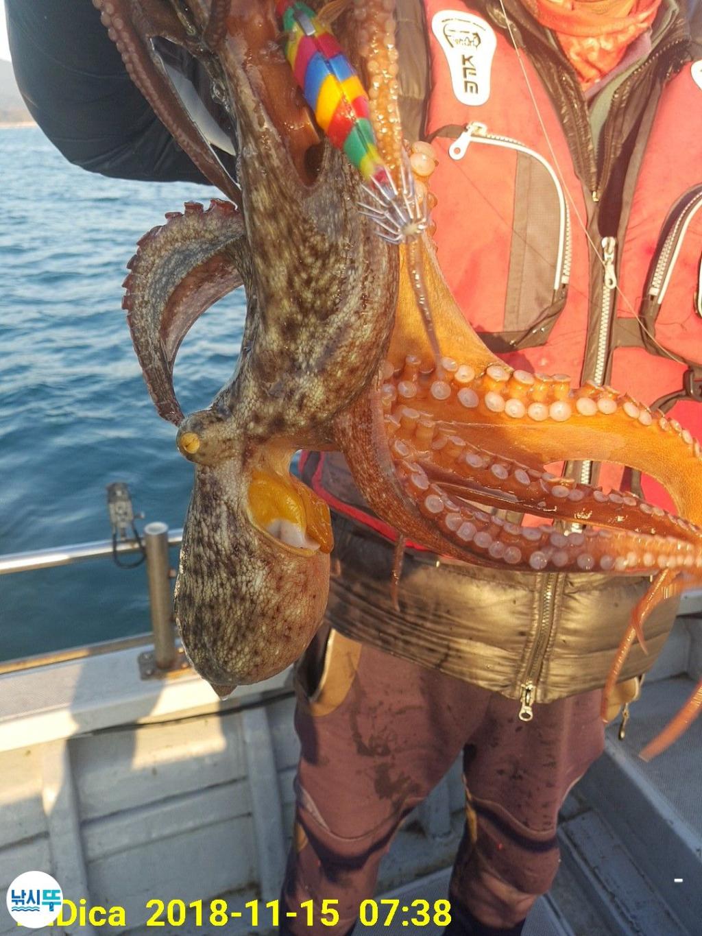 낚시뚜,돌문어,진해 안골항,제일호,낚시뚜2