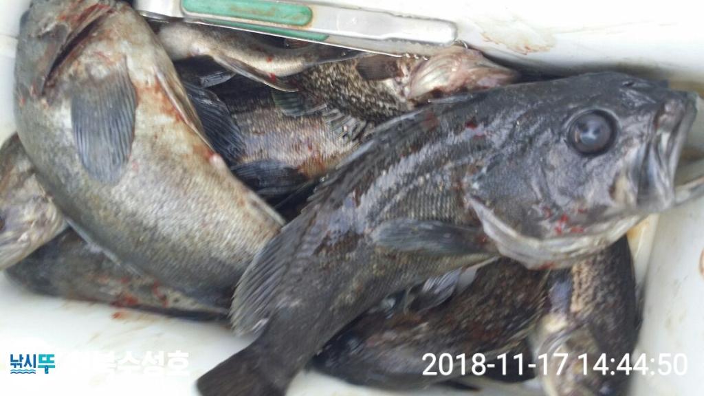 낚시뚜,우럭,천북학성선착장,천북 수성호,낚시뚜9