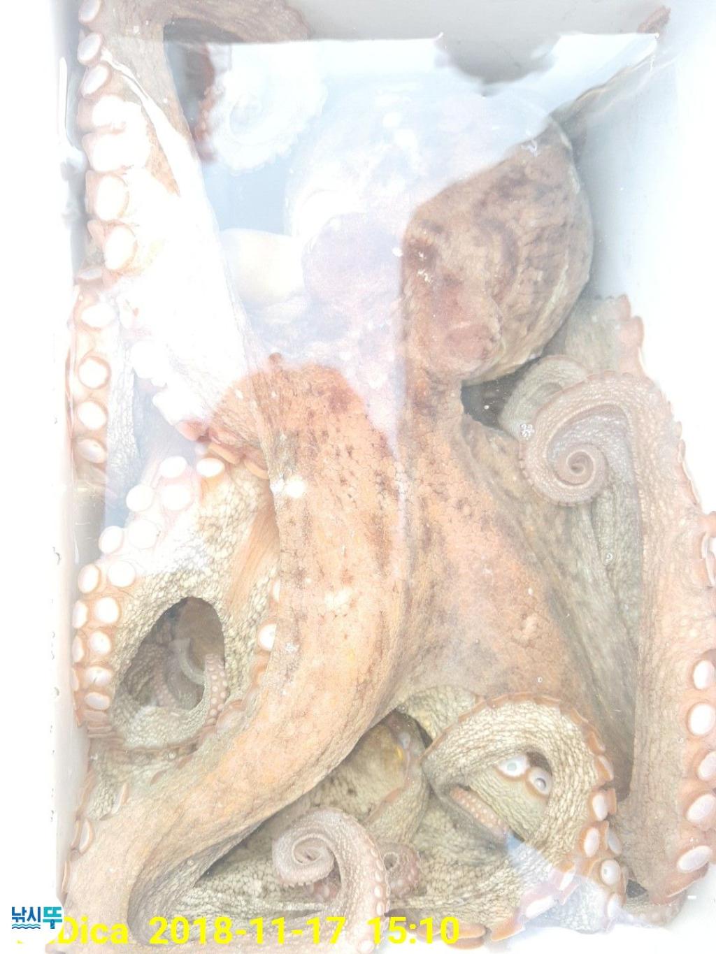 낚시뚜,돌문어,진해 안골항,제일호,낚시뚜24