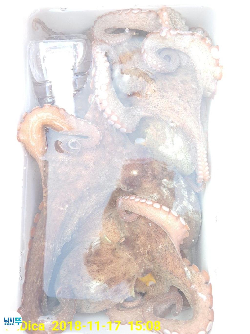 낚시뚜,돌문어,진해 안골항,제일호,낚시뚜23