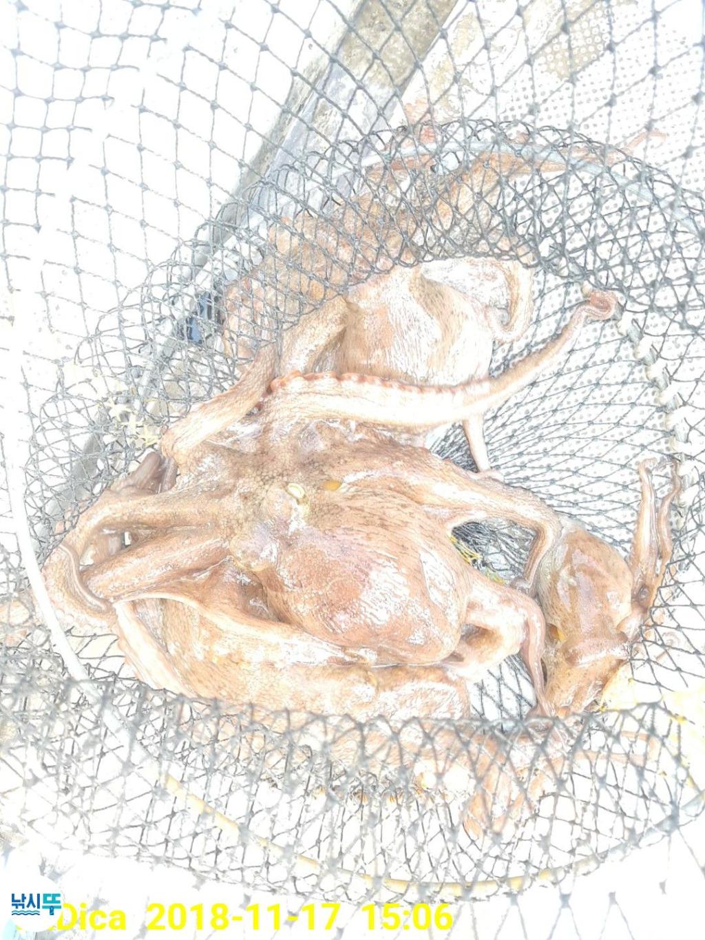 낚시뚜,돌문어,진해 안골항,제일호,낚시뚜22