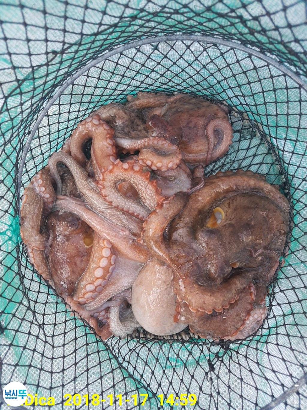 낚시뚜,돌문어,진해 안골항,제일호,낚시뚜21