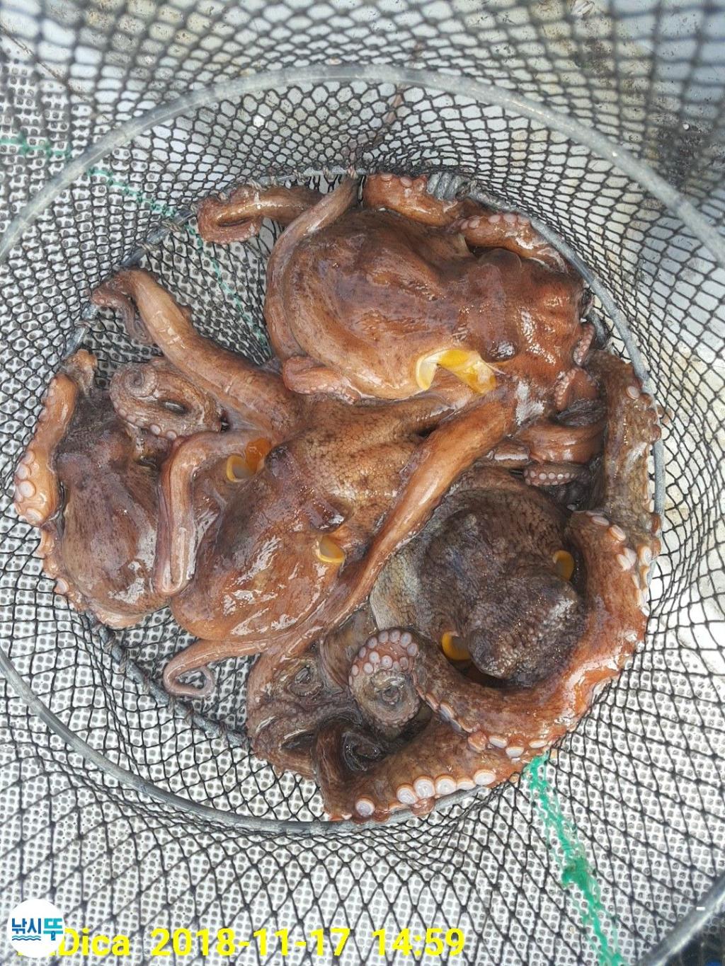 낚시뚜,돌문어,진해 안골항,제일호,낚시뚜20