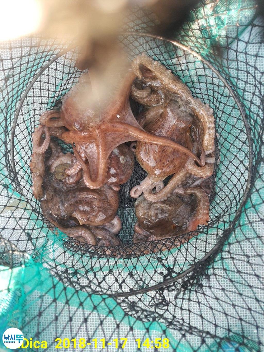 낚시뚜,돌문어,진해 안골항,제일호,낚시뚜19