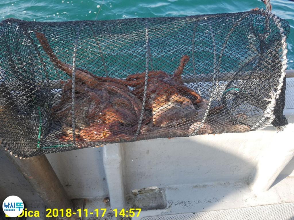 낚시뚜,돌문어,진해 안골항,제일호,낚시뚜18