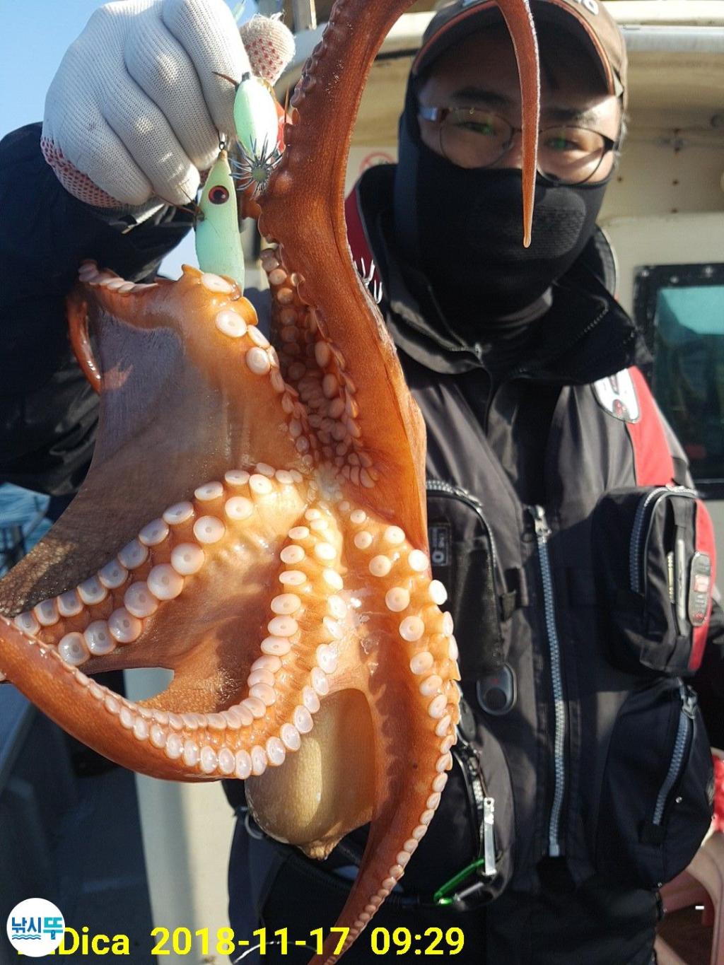 낚시뚜,돌문어,진해 안골항,제일호,낚시뚜8