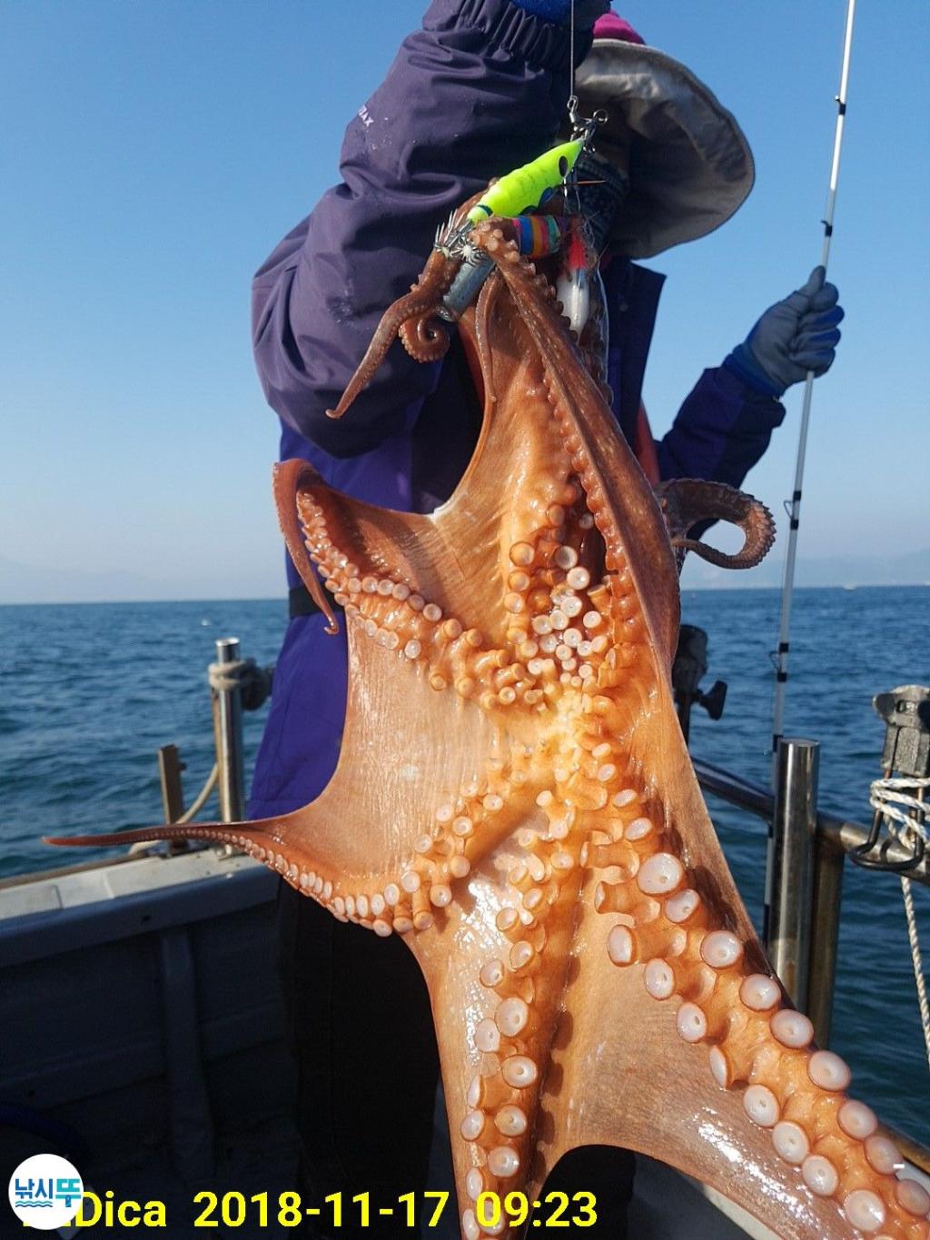 낚시뚜,돌문어,진해 안골항,제일호,낚시뚜5