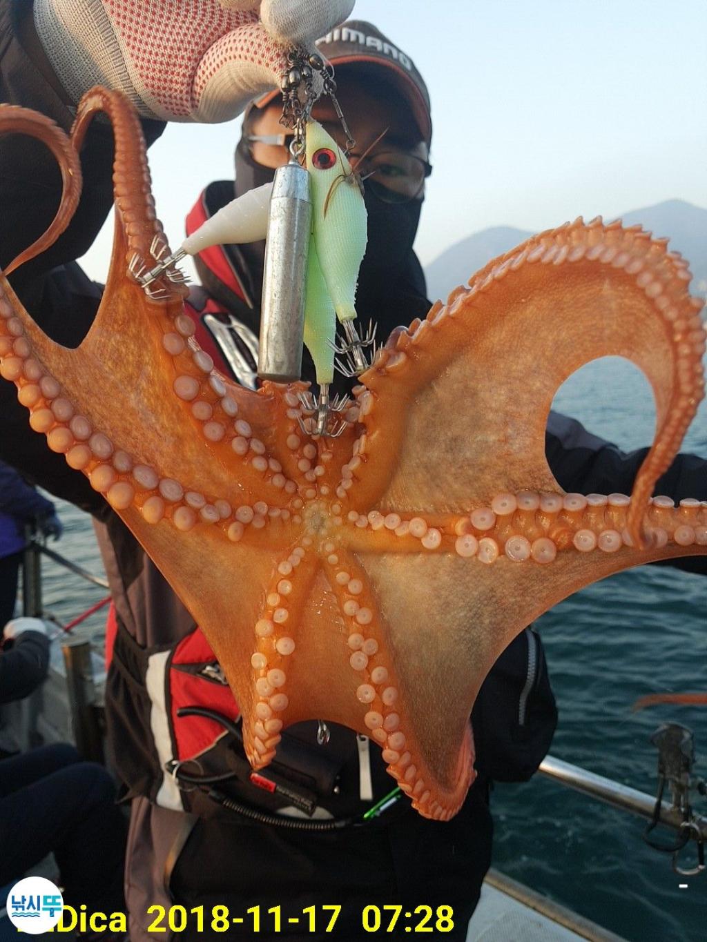 낚시뚜,돌문어,진해 안골항,제일호,낚시뚜1