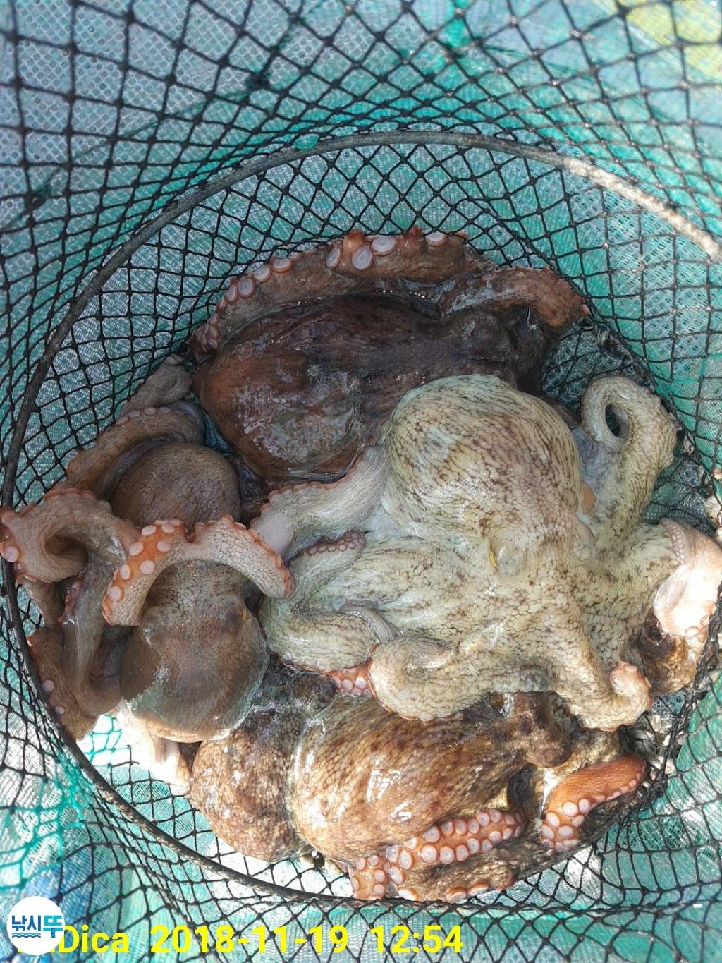 낚시뚜,돌문어,진해 안골항,제일호,낚시뚜14