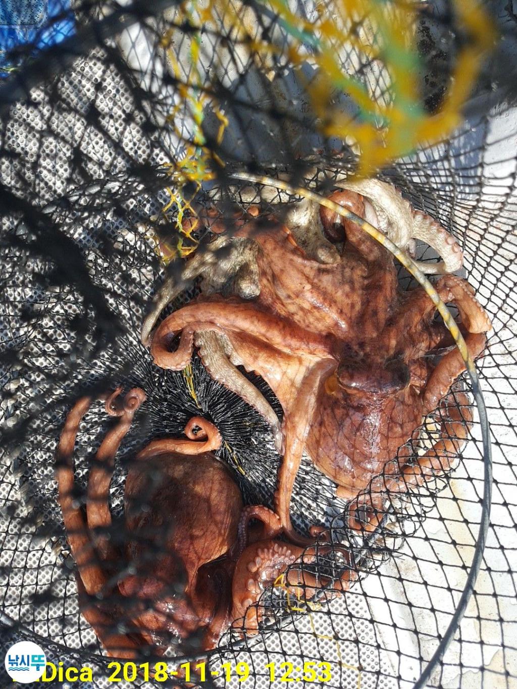 낚시뚜,돌문어,진해 안골항,제일호,낚시뚜13