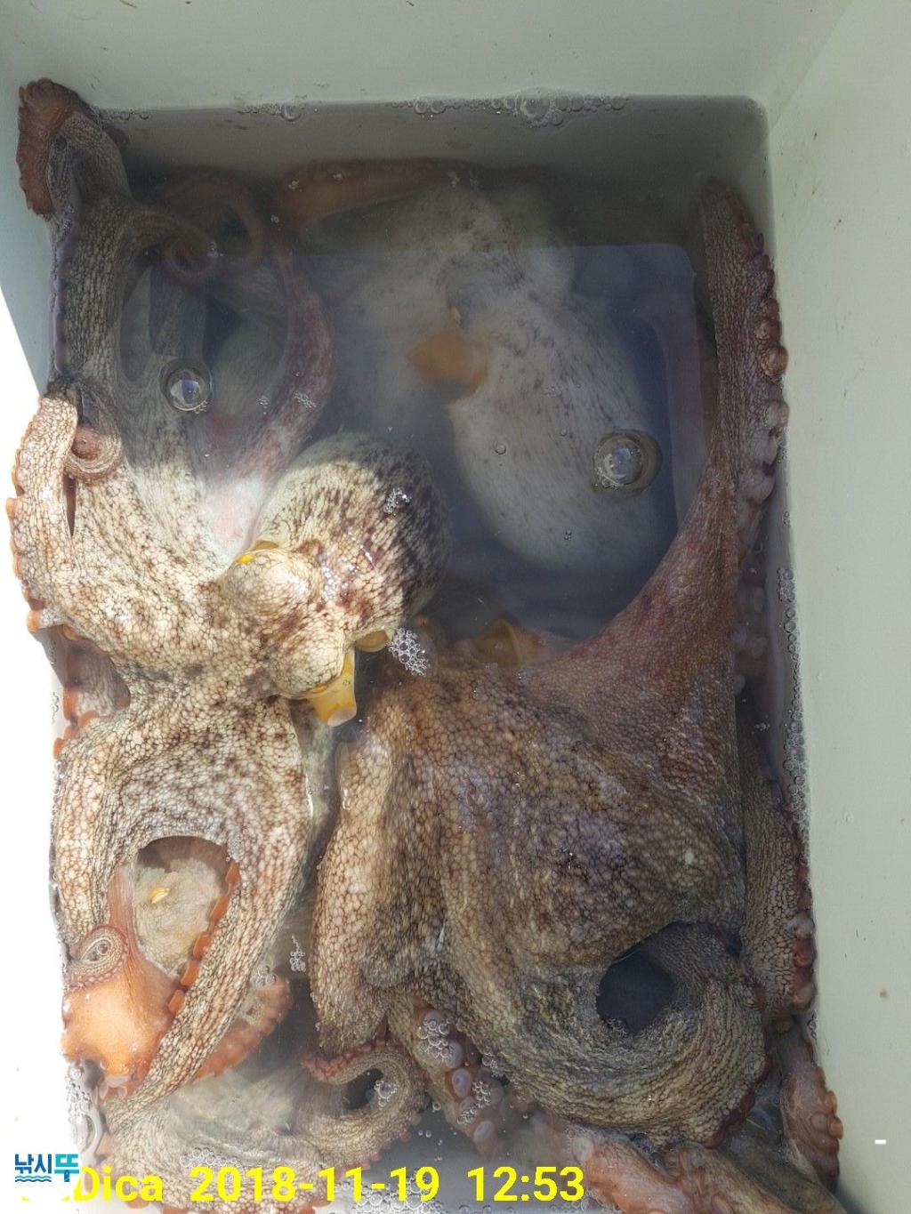 낚시뚜,돌문어,진해 안골항,제일호,낚시뚜12