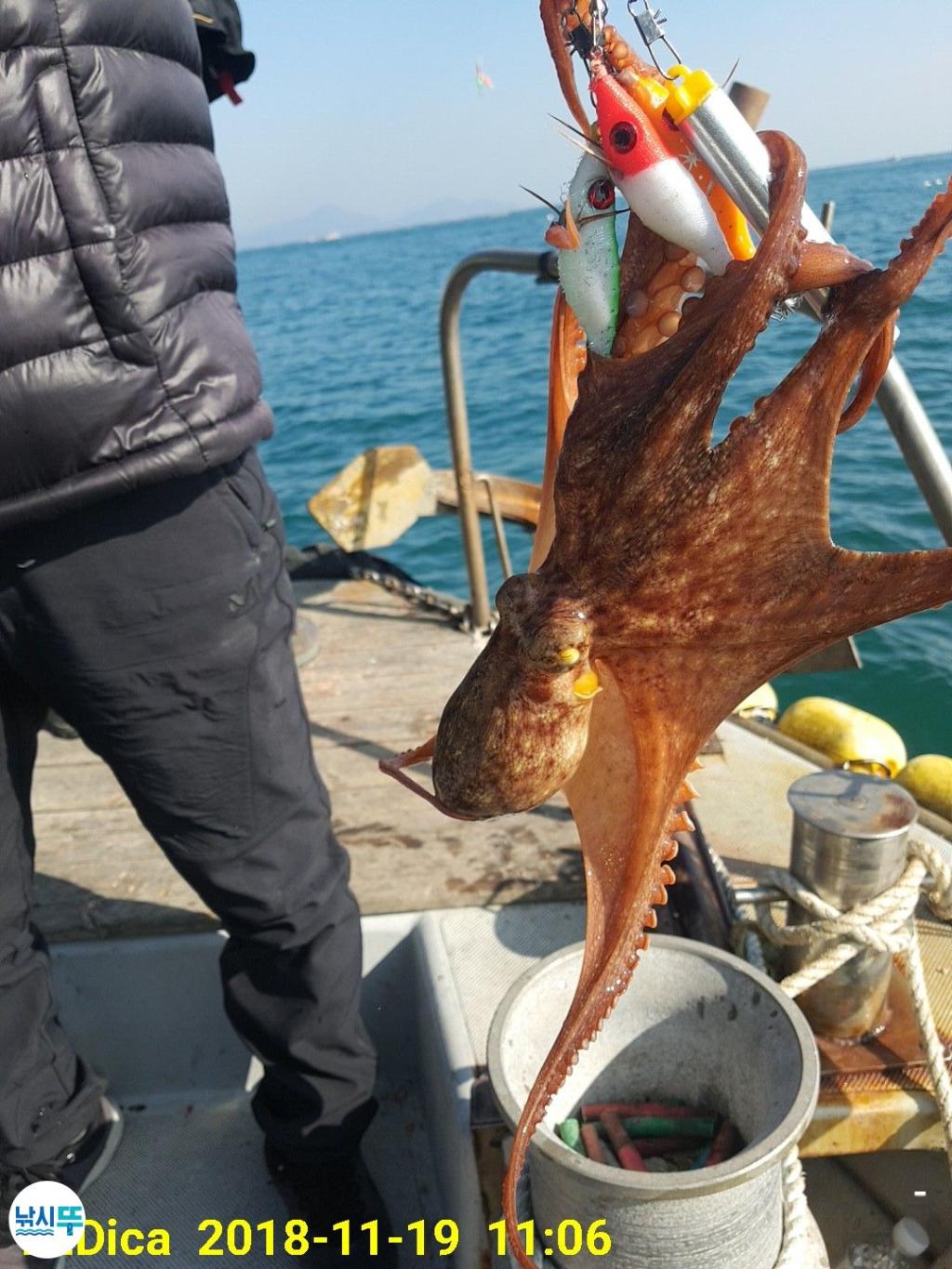 낚시뚜,돌문어,진해 안골항,제일호,낚시뚜11