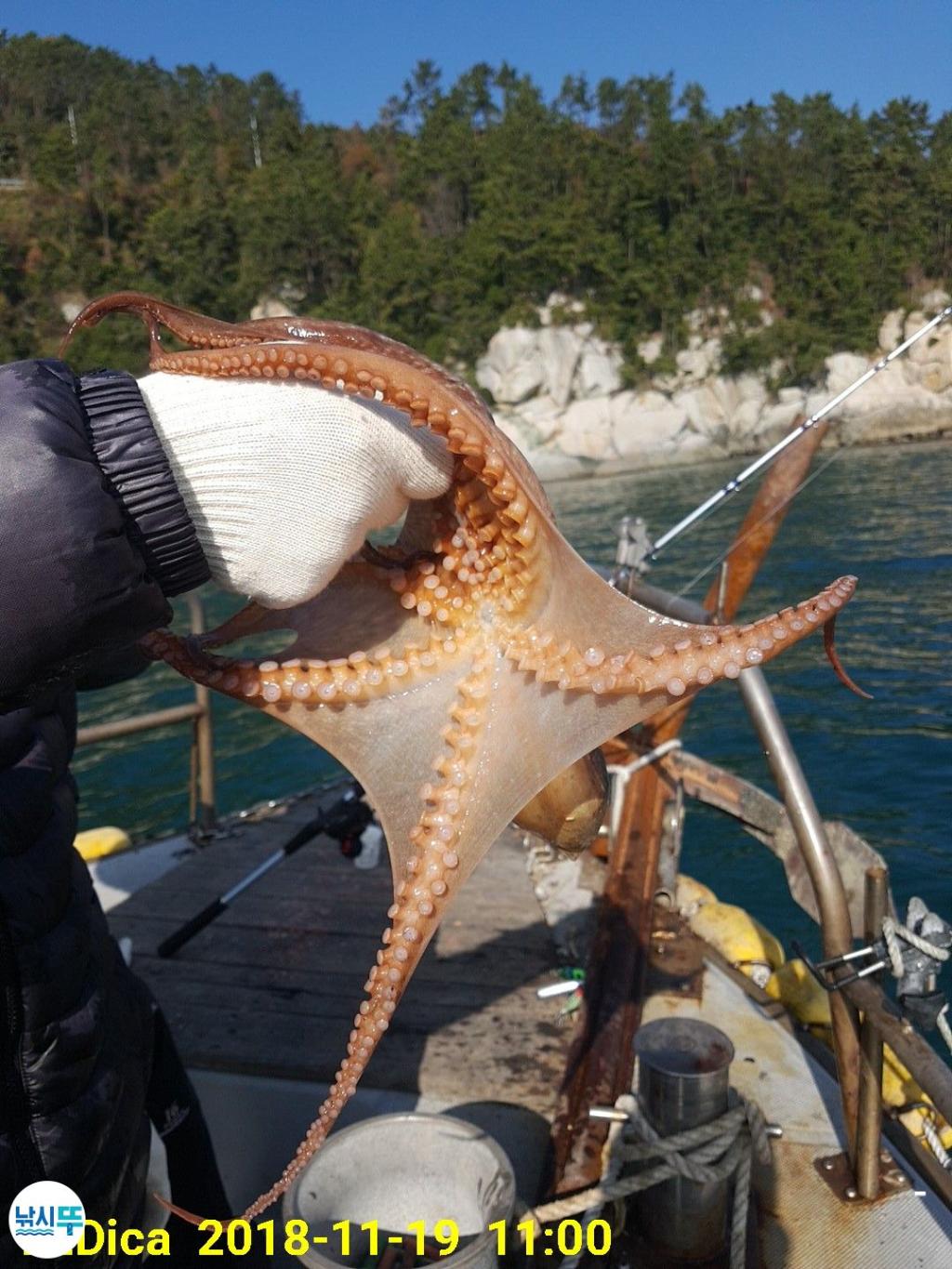 낚시뚜,돌문어,진해 안골항,제일호,낚시뚜10