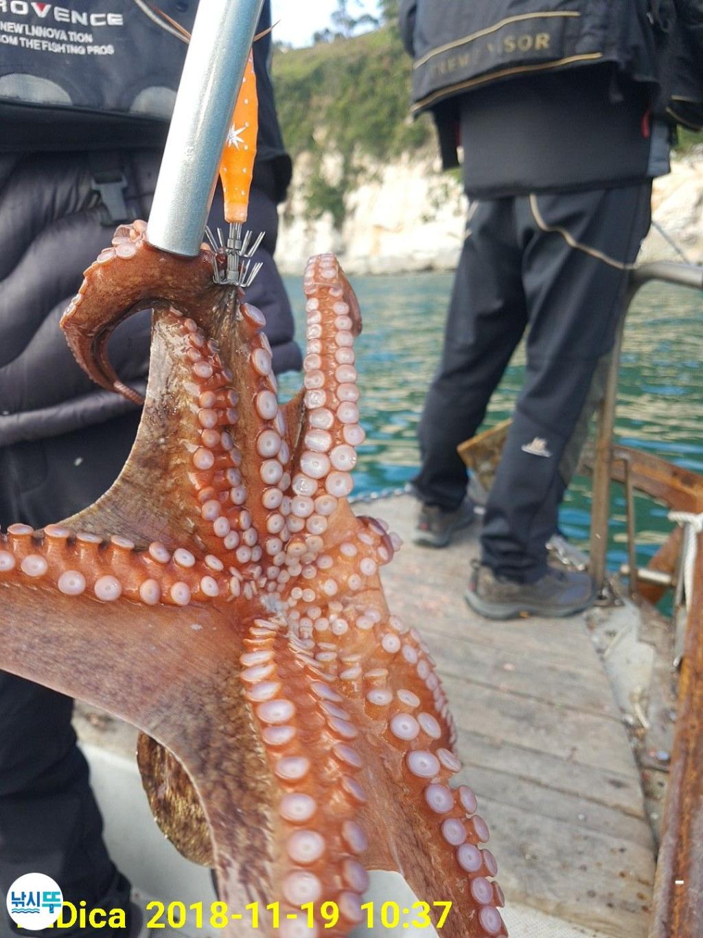 낚시뚜,돌문어,진해 안골항,제일호,낚시뚜8