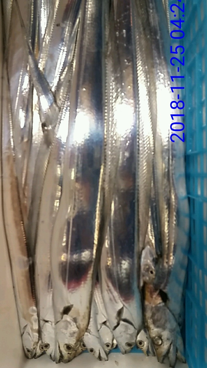 낚시뚜,갈치,녹동항,태극피싱호,낚시뚜3