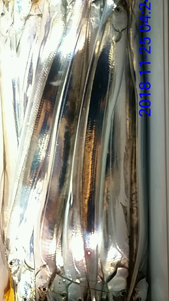 낚시뚜,갈치,녹동항,태극피싱호,낚시뚜4