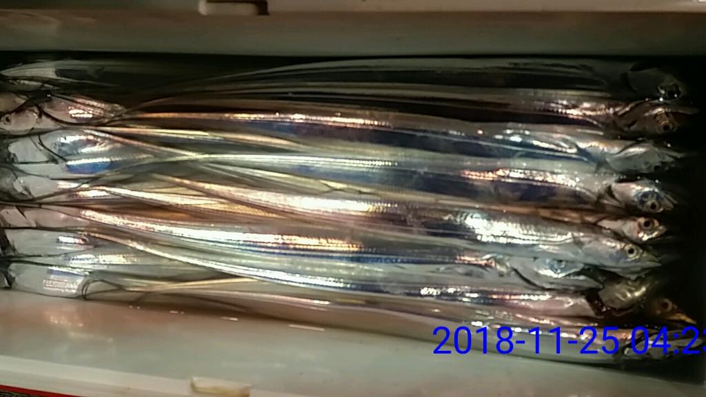 낚시뚜,갈치,녹동항,태극피싱호,낚시뚜22