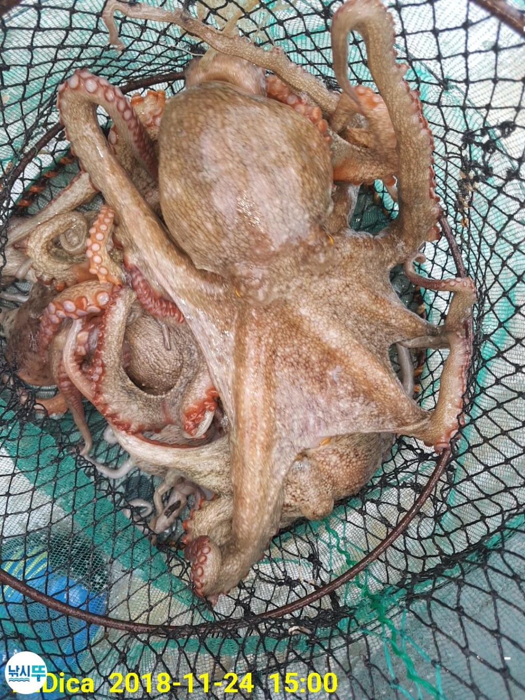 낚시뚜,돌문어,진해 안골항,제일호,낚시뚜14