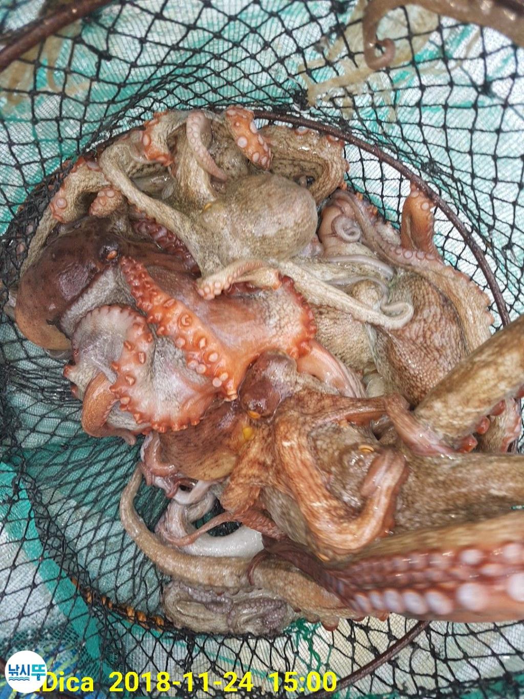 낚시뚜,돌문어,진해 안골항,제일호,낚시뚜13