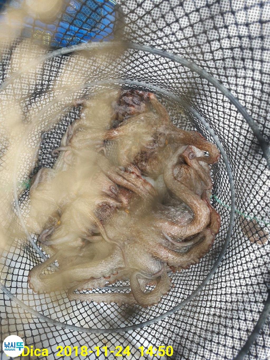 낚시뚜,돌문어,진해 안골항,제일호,낚시뚜12