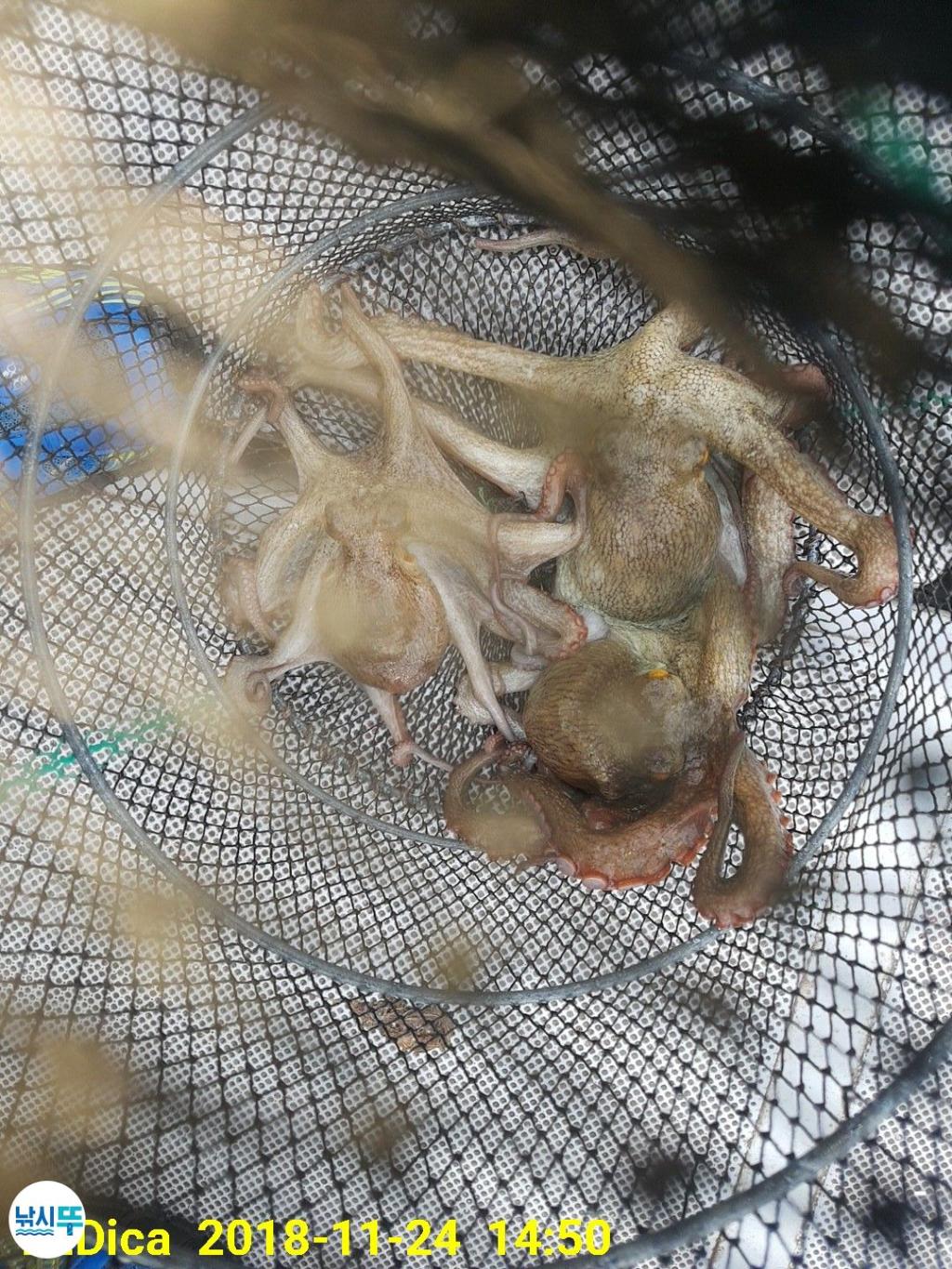 낚시뚜,돌문어,진해 안골항,제일호,낚시뚜11