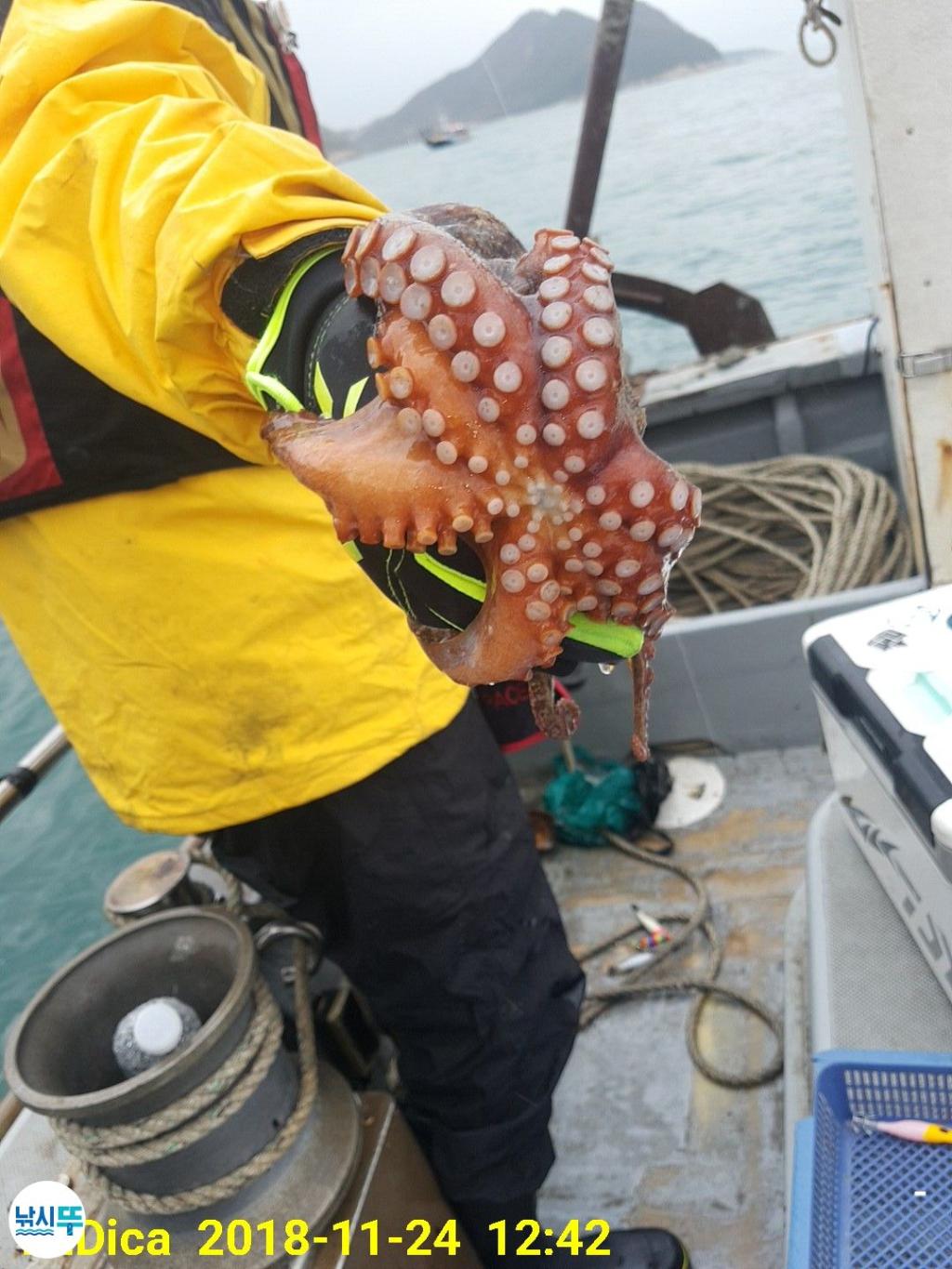 낚시뚜,돌문어,진해 안골항,제일호,낚시뚜9