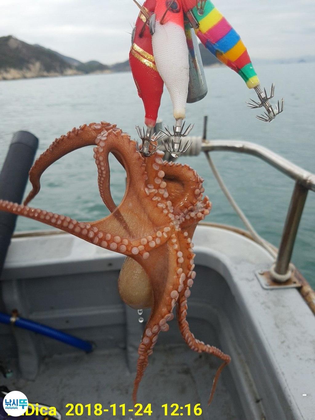 낚시뚜,돌문어,진해 안골항,제일호,낚시뚜8