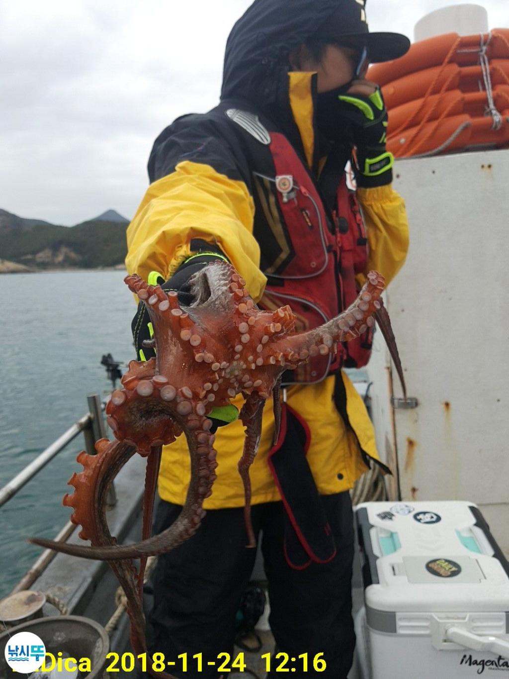 낚시뚜,돌문어,진해 안골항,제일호,낚시뚜7