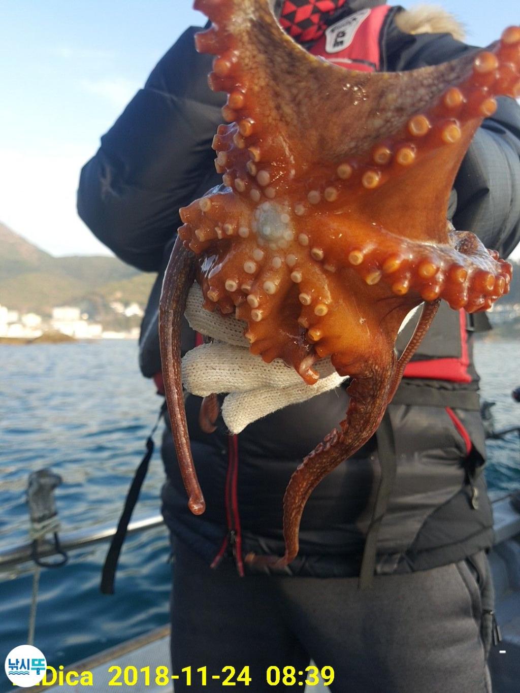 낚시뚜,돌문어,진해 안골항,제일호,낚시뚜1