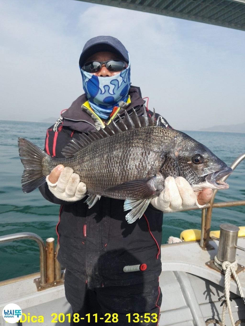 낚시뚜,감성돔,진해 안골항,제일호,낚시뚜2