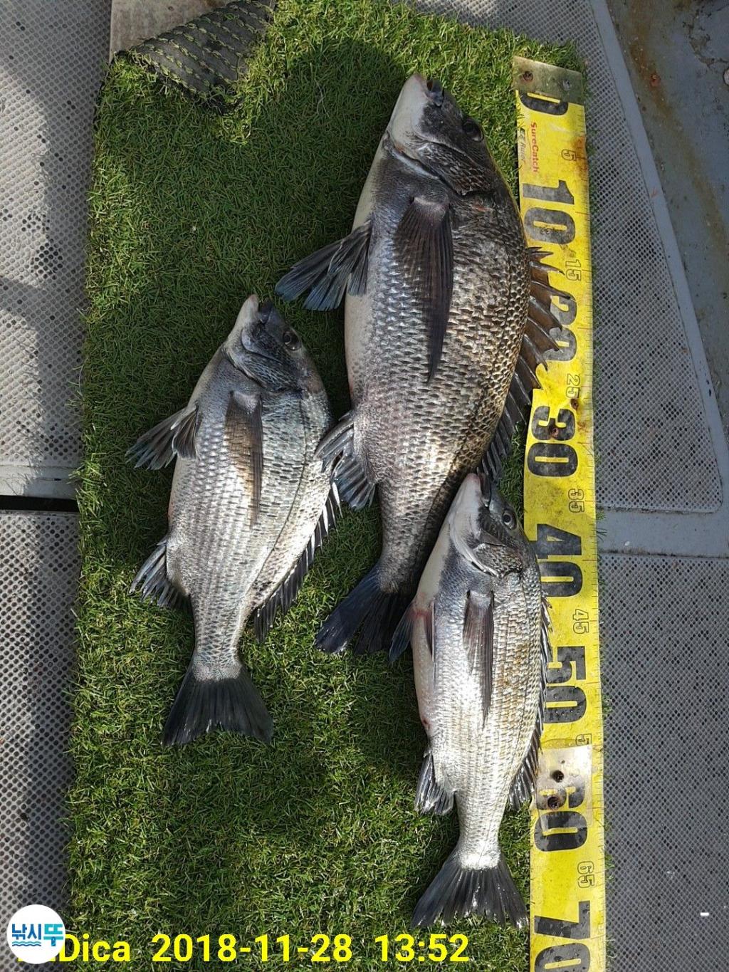 낚시뚜,감성돔,진해 안골항,제일호,낚시뚜1