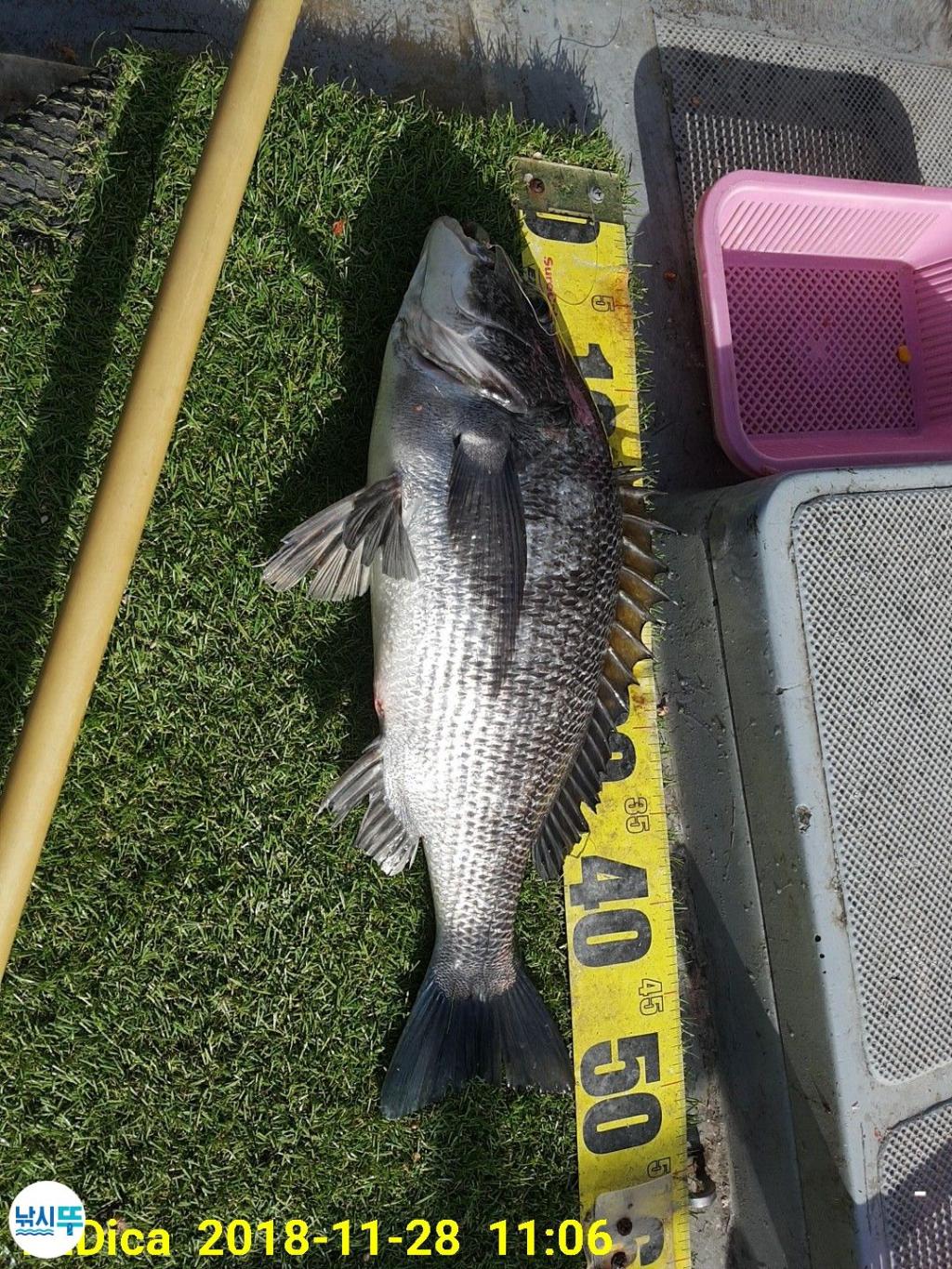 낚시뚜,감성돔,진해 안골항,제일호,낚시뚜0
