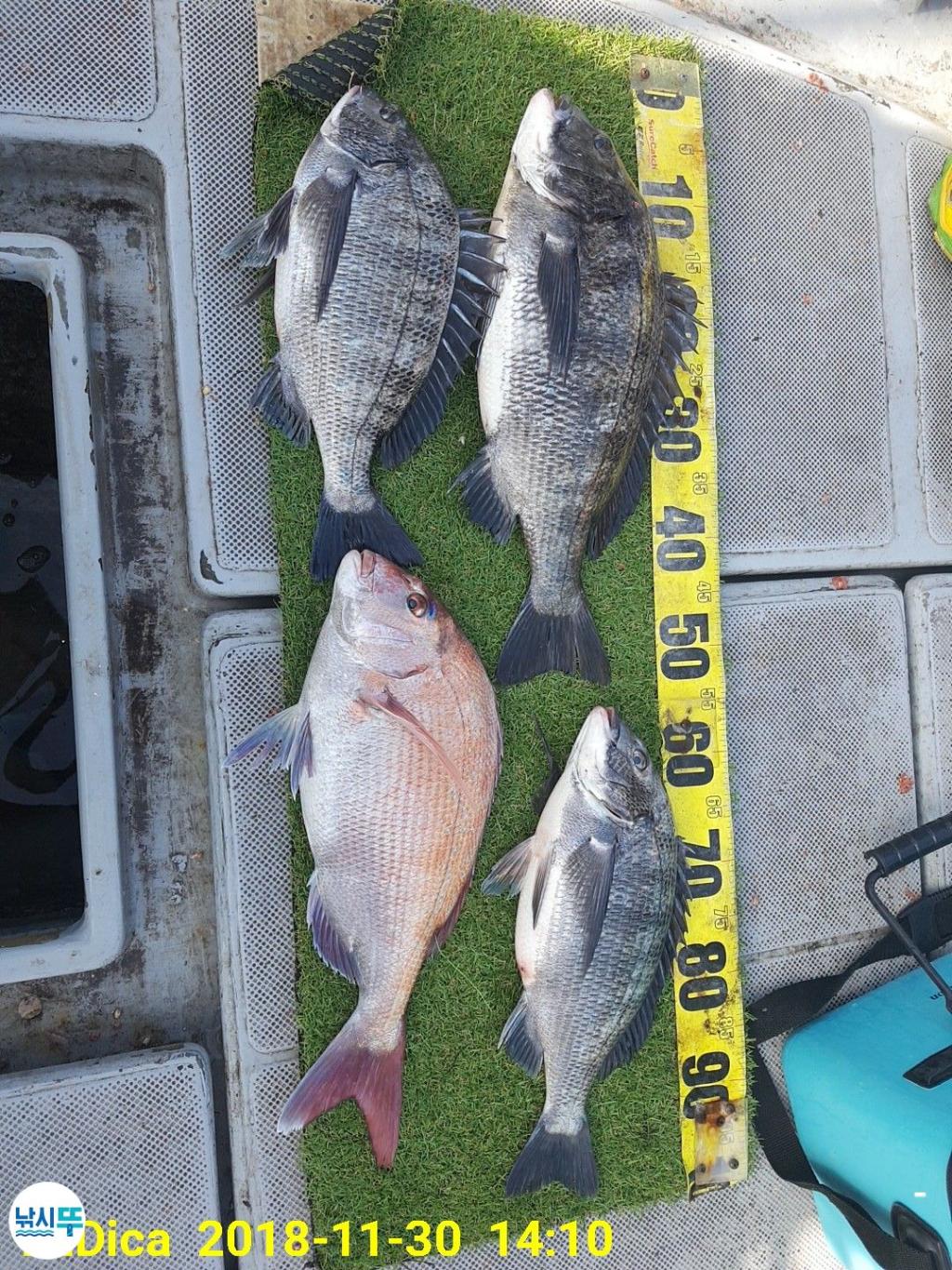 낚시뚜,감성돔,진해 안골항,제일호,낚시뚜5