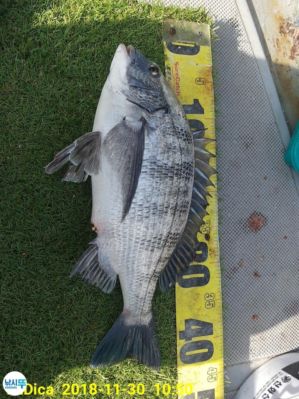 낚시뚜,감성돔,진해 안골항,제일호,낚시뚜2