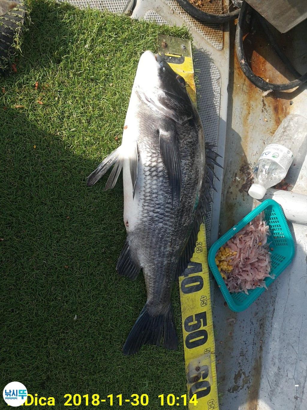 낚시뚜,감성돔,진해 안골항,제일호,낚시뚜1