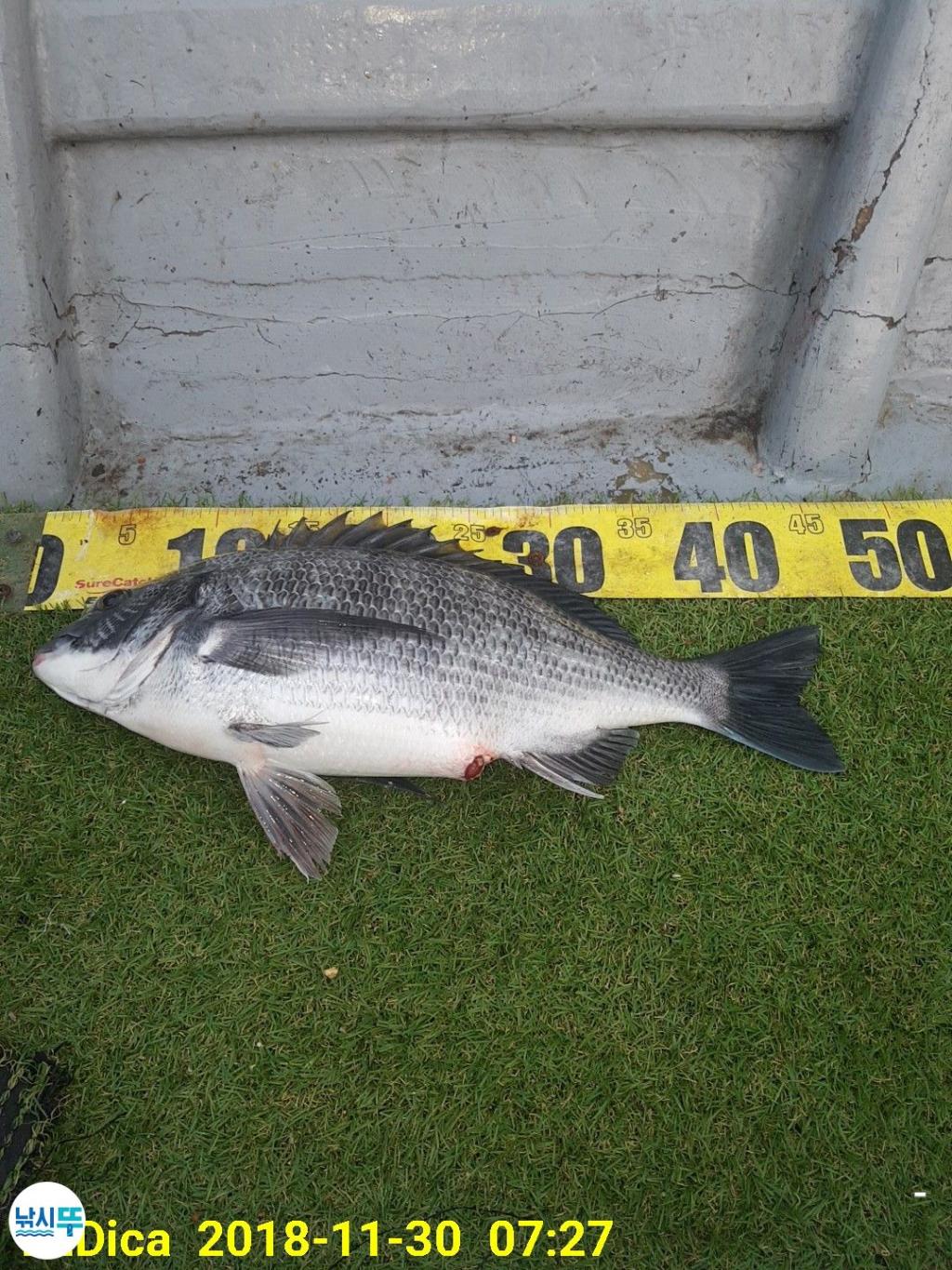 낚시뚜,감성돔,진해 안골항,제일호,낚시뚜0