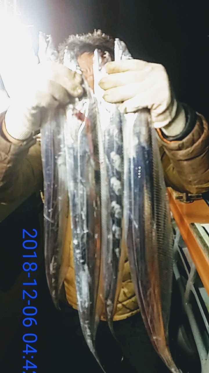 낚시뚜,갈치,녹동항,태극피싱호,낚시뚜5