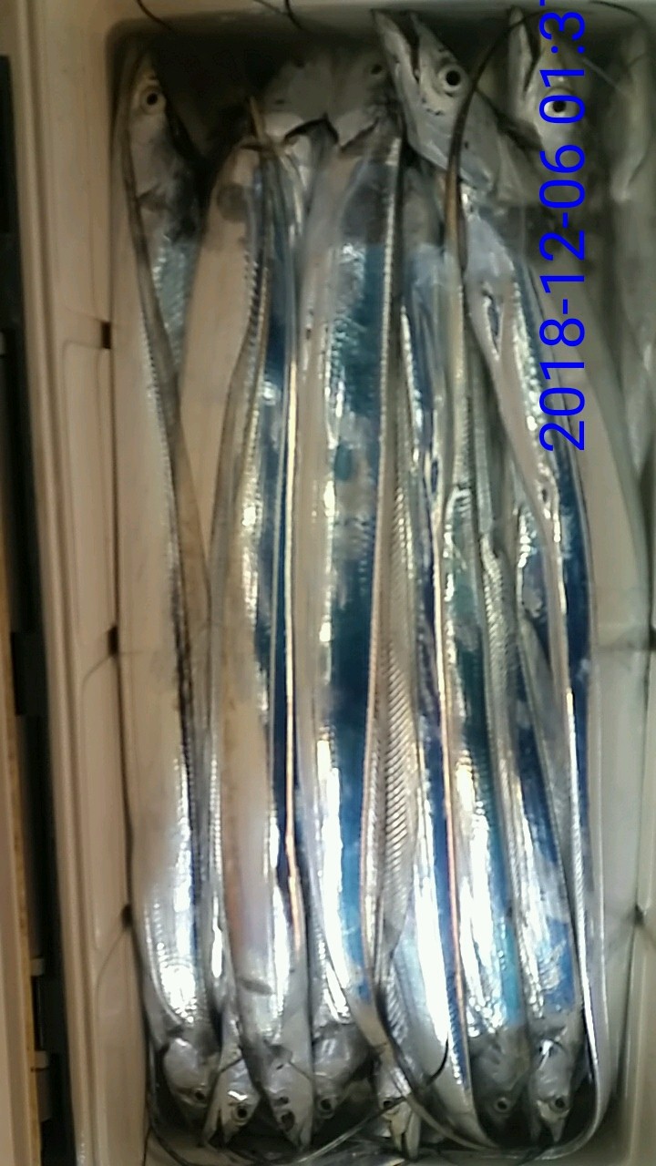 낚시뚜,갈치,녹동항,태극피싱호,낚시뚜8