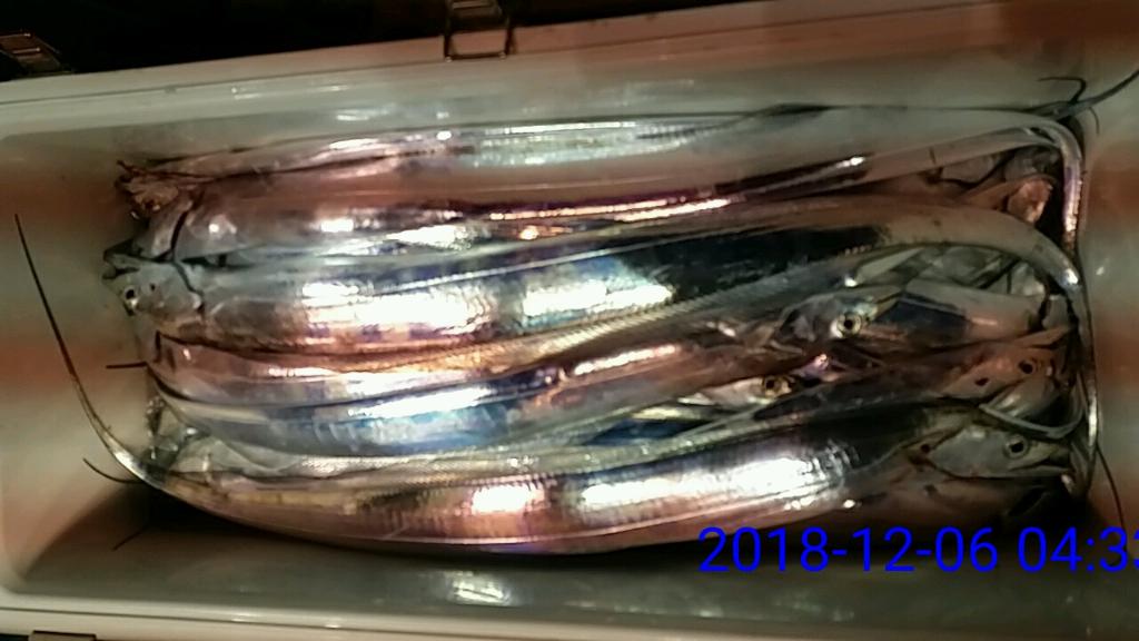 낚시뚜,갈치,녹동항,태극피싱호,낚시뚜11