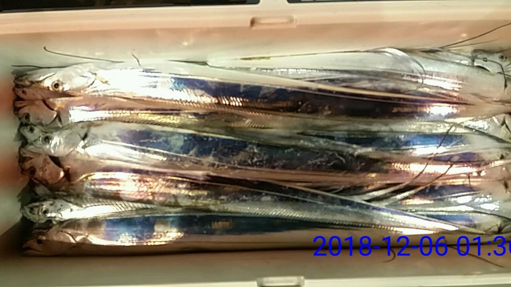 낚시뚜,갈치,녹동항,태극피싱호,낚시뚜25