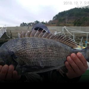 조황