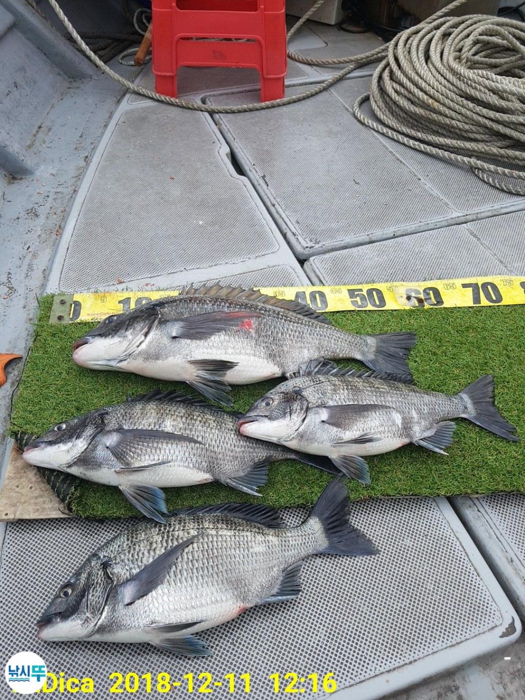 낚시뚜,감성돔,진해 안골항,제일호,낚시뚜3