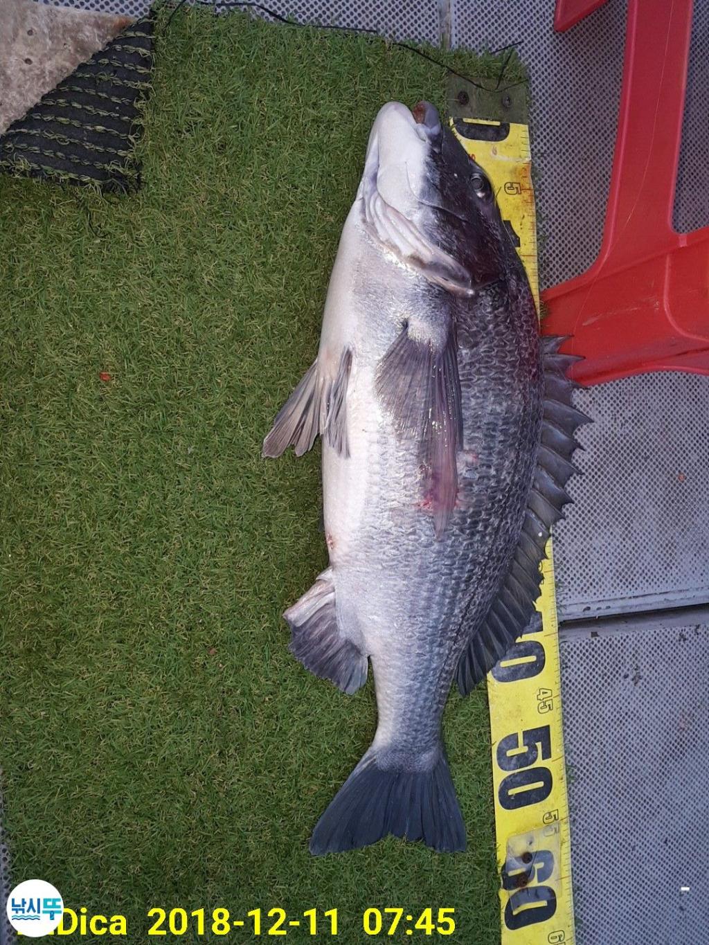 낚시뚜,감성돔,진해 안골항,제일호,낚시뚜1