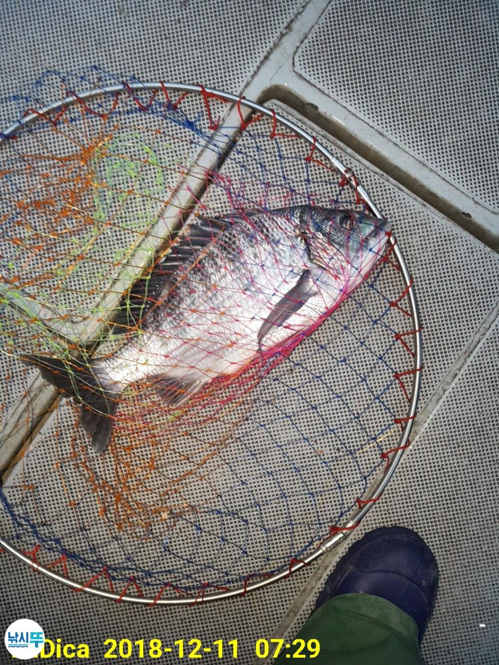 낚시뚜,감성돔,진해 안골항,제일호,낚시뚜0