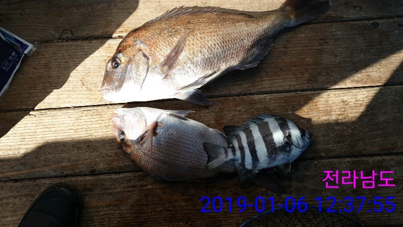 낚시뚜,참돔,녹동항,태극피싱호,낚시뚜9