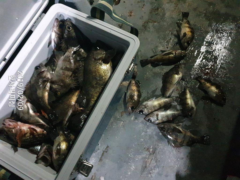 낚시뚜,볼락,삼천포 신향마을,한사리피싱,낚시뚜3