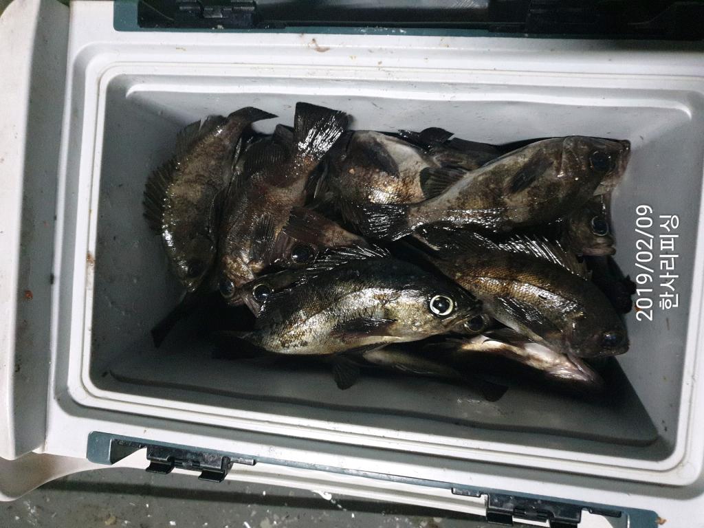 낚시뚜,볼락,삼천포 신향마을,한사리피싱,낚시뚜6