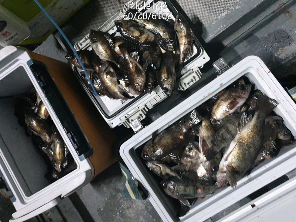 낚시뚜,볼락,삼천포 신향마을,한사리피싱,낚시뚜7